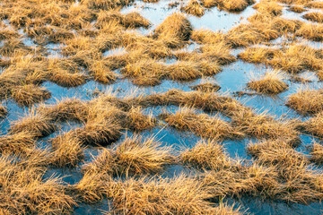 Grass in lake pattern. Natural background outdoors in nature.