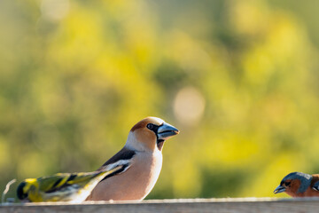 hawfinch coccothraustes sitting on bird feeder with soft green background.