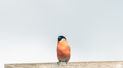 Portrait of bullfinch sitting on wooden fence.