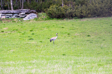 Obraz na płótnie Canvas common crane grus grus on green grass field