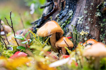 Closeup shot of mushrooms in rainy autumn forest.