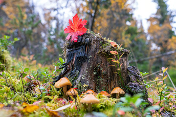 Closeup shot of mushrooms in rainy autumn forest.