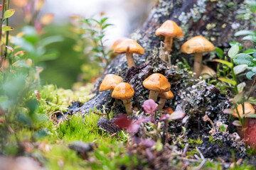 Closeup shot of mushrooms in rainy autumn forest.