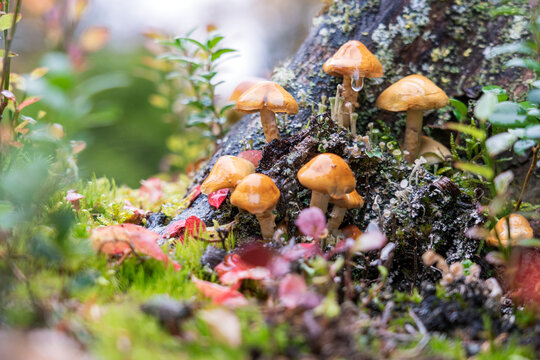 Closeup shot of mushrooms in rainy autumn forest.