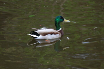Obraz premium 伊豆大島。大島動物園のマガモ。