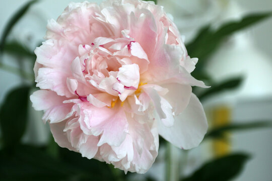 pink peony