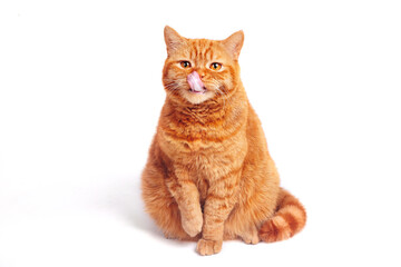 Portrait of funny ginger british cat licks on white background