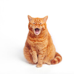 Red british fluffy striped cat with wide open mouth screaming yawning on white background