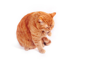 British ginger cat washes his face on white studio background