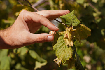 Ripe hazelnuts in gardener hand. Organic eco hazel tree branch in farm garden. Growing nuts on home backyard. Dietary fiber protein vitamin source weight loss diet. Gardening local healthy food eating