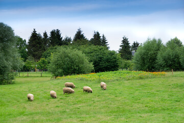 Sheep graze on a summer meadow