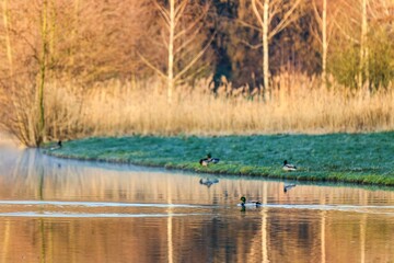 Ducks on a spring morning pond