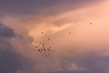 Sunset clouds and flock of birds