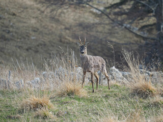 Naklejka na ściany i meble Male of Roe deer (Capreolus capreolus), in the meadow in spring