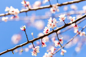 Cherry flowers on a branch against the blue morning sky.