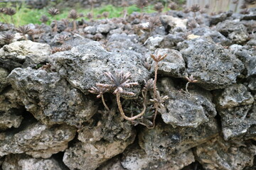 石垣から生える植物
