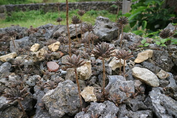 石垣から生える植物