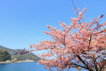 海沿いに咲く河津桜