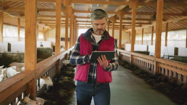 Attractive farmer man walking use tablet computer device look around in barn with livestock. Ranch, rural. Indoors in village. Close up. Goat farm. Slow motion