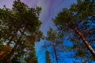 Colorful arctic polar night starry sky background of aurora borealis and Northern Lights in forest