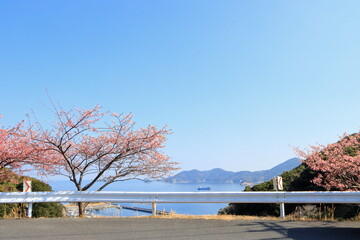 道沿いの桜