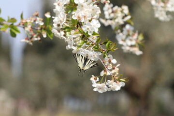 una farfalla iphiclides podalirio su dei fiori di ciliegio