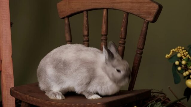A gray rabbit on a wooden chair in Easter decorations with yellow mimosa flowers.Spring and Easter concept.Slow motion.