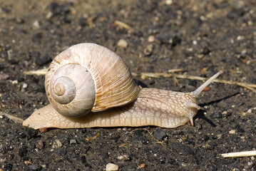 Roman Snail - Helix pomatia, common snail from European gardens and meadows, Czech Republic.