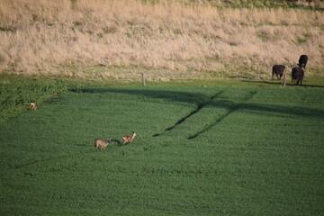 Rehe und Büffel in der Eifel