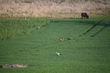 Storch, Rehe und Büffel in den Thürer Wiesen, Eifel