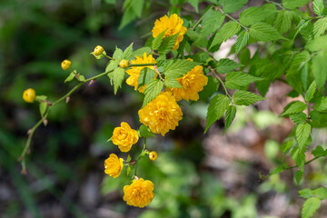 日の下で鮮やかに咲く山吹の花