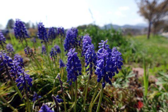 ブドウムスカリ Images Browse 15 Stock Photos Vectors And Video Adobe Stock ブドウムスカリ Images Browse 15 Stock Photos Vectors And Video Adobe Stock