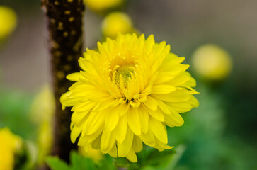 Beautiful yellow chrysanthemum flowers in a spring garden, close up. Lots of beautiful yellow chrysanthemum flowers with young buds, close up. 