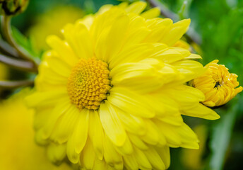 Beautiful yellow chrysanthemum flowers in a spring garden, close up. Lots of beautiful yellow chrysanthemum flowers with young buds, close up. 