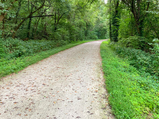 Trail in green woods with trees - obrazy, fototapety, plakaty