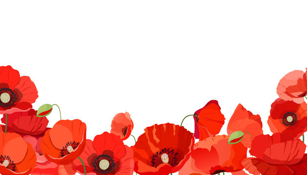 Poppy flowers. Horizontal background with red poppies flowers. Vector illustration