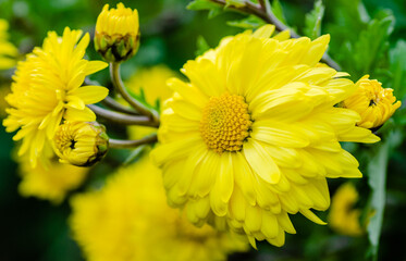 Beautiful yellow chrysanthemum flowers in a spring garden, close up. Lots of beautiful yellow chrysanthemum flowers with young buds, close up. 
