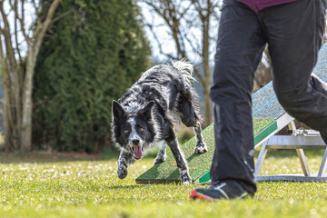 Dog agility training: A border collie dog mastering obstacles
