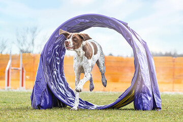 Agility training with dogs: A brown braque francais hound mastering obstacles