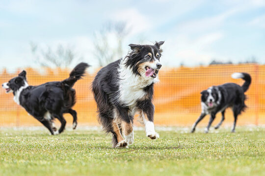 Old dogs aging healthy: Portrait of an elderly border collie dog running in front of two younger dogs