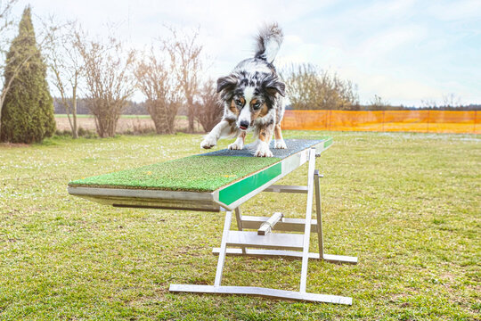 Portrait of a miniature australian shepherd dog mastering agility obstacles