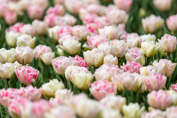 Foxtrot pink double tulip field blooming in full swing in North Holland