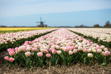 Foxtrot pink double tulip field blooming in full swing in North Holland