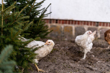 Closeup of two white chickens roaming around a house backyard. Domestic birds from a small flock looking for food around a garden with trees.