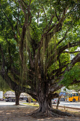 Cataguases, Minas Gerais, Brasil: raizes de árvores na avenida Astolfo Dutra na região central de Cataguases, zona da mata mineira
