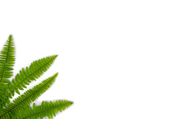 Green leaves fern (Nephrolepis cordifolia) isolated on white background. Copy space blank area for...