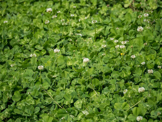 群生するクローバー