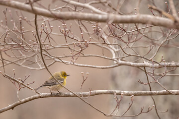 Lone Pine Warbler on a branch.