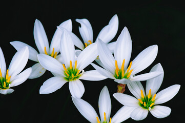 Fototapeta premium 木陰に咲いているタマスダレの花_横1