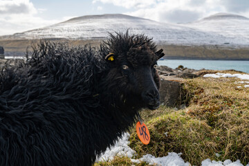 Schaf auf den Färöer Inseln